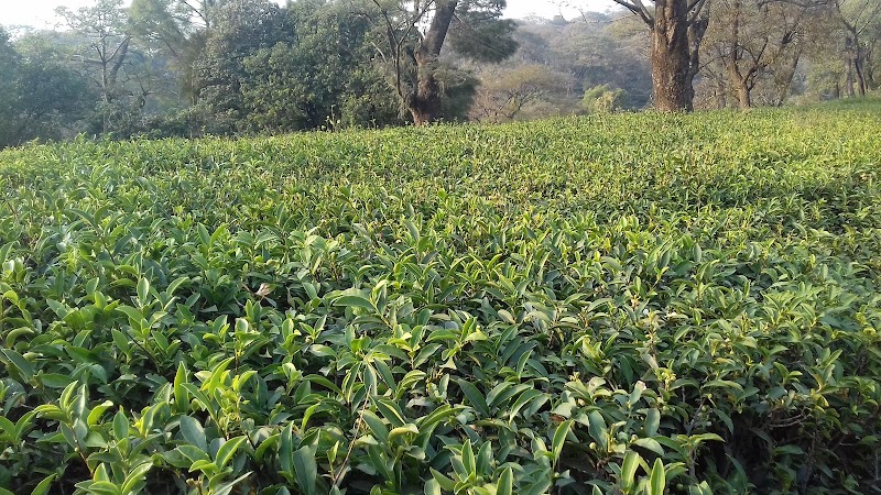 Manjhee Valley Tea Gardens - Manjhee Valley Tea Gardens, 58XW+73C, Hodal, Himachal Pradesh 176215, India