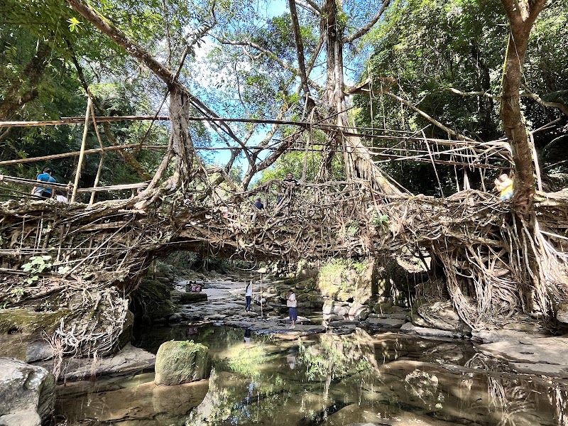 Living root bridge - Living root bridge 62HJ+5HP, Unnamed Road, Mawlynnong, Meghalaya 793161, India