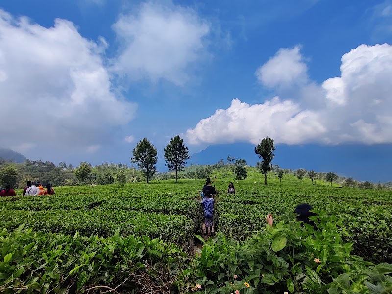 Tea plantation