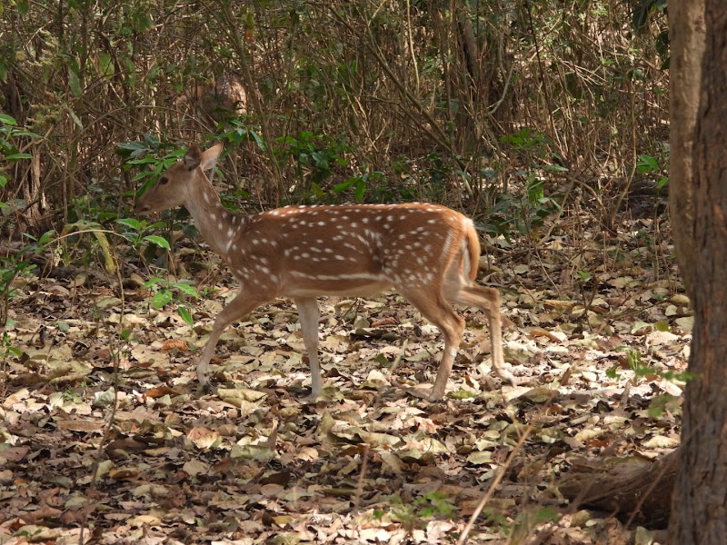 Online corbett jungle safari tour & travels - Online corbett jungle safari tour & travels Namah Rattan, Manu Maharani Rd, Dhikuli, Garjiya, Uttarakhand 244715, India