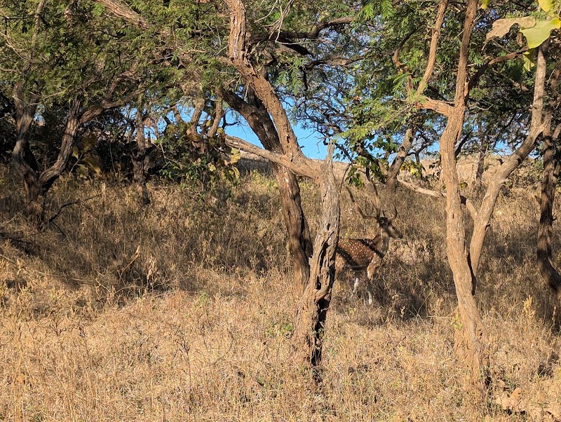 GIR Safari - GIR Safari, Bus Stand, Malia Sasan Rd, near Sasan Gir, Sandhbeda, Gujarat 362260, India