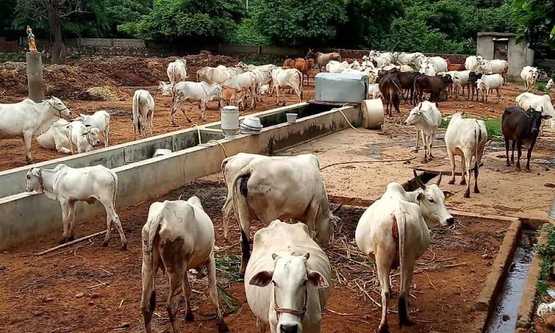 Sharda Goshala - Sharda Goshala Beed Bypass Rd, near Surya Lawns, Mauli Nagar, Satara Deolai Parisar, Chhatrapati Sambhajinagar, Maharashtra 431009, India