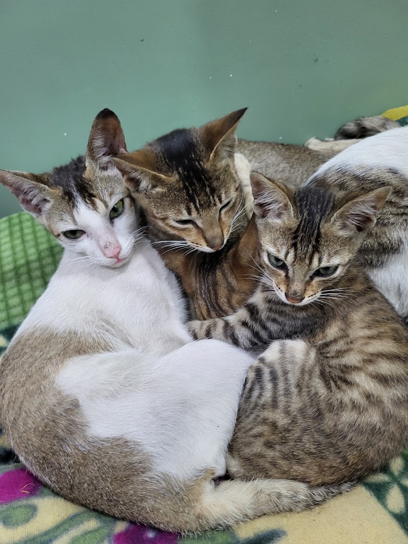 Petsvet animal hospital - Petsvet animal hospital A market, 23 A, Zonal Market, Sector 10, Bhilai, Chhattisgarh 490006, India
