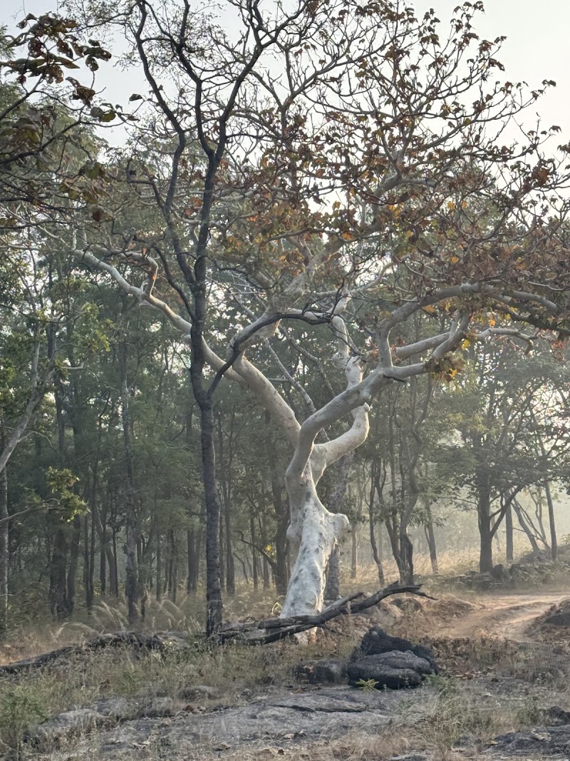 Pench National Park Turia Gate - Pench National Park, Turia Gate, Kohka, Madhya Pradesh 480881, India