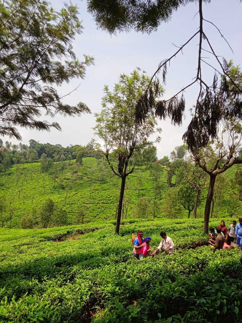 Tea garden - Tea garden Dolphin's Nose Rd, Alwarpet, Burliyar, Coonoor, Tamil Nadu 643101, India