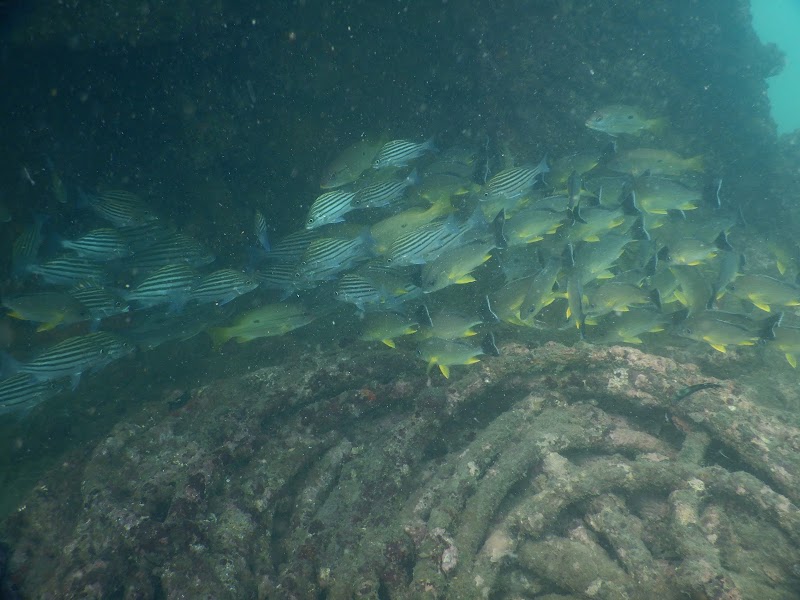 FlyingFish Scuba School - FlyingFish Scuba School Novotel Resort and Spa, Candolim, Goa 403516, India