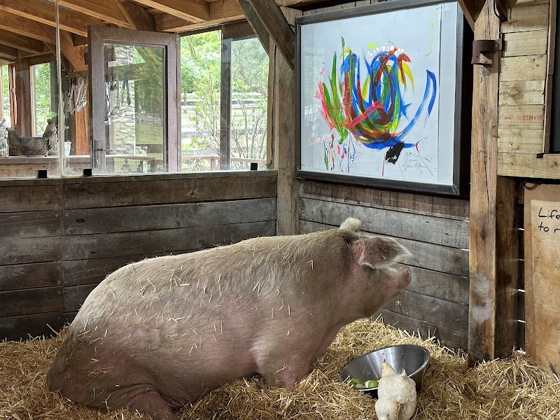 Farm Sanctuary SA - Farm Sanctuary SA, 63 Dirkie Uys St, Franschhoek, 7690, South Africa