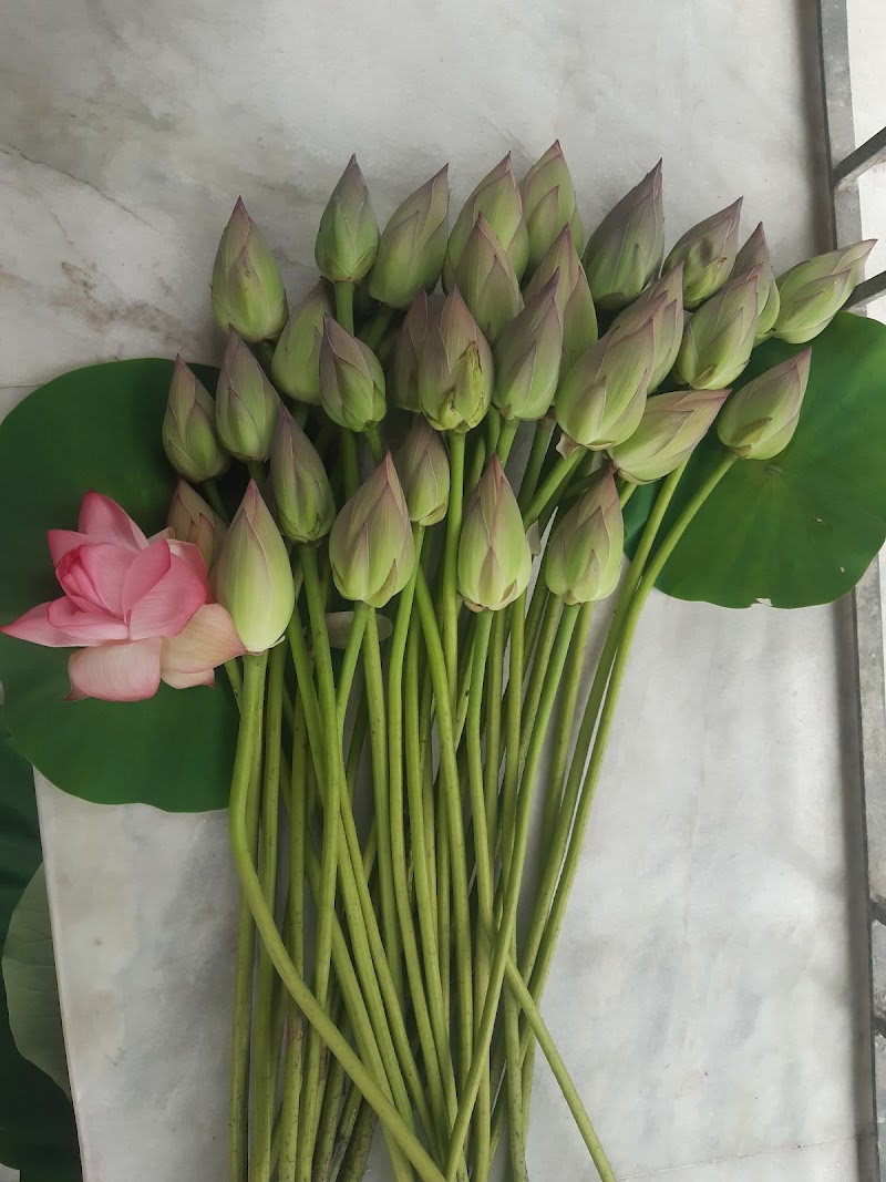 Lotus Pond - Lotus Pond 96GP+QH, Barkalikapur, Chanddandaha, West Bengal 743503, India
