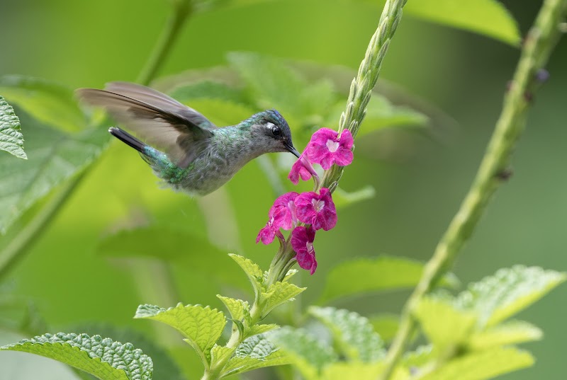 Birding Spots Manuel Antonio - Birding Spots Manuel Antonio, Provincia de Puntarenas, Quepos, Villa Nueva, Costa Rica