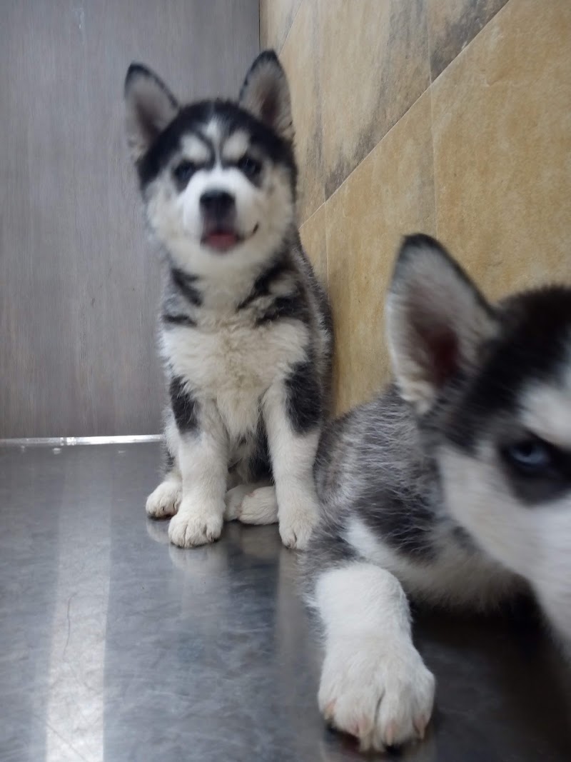 Pet Health Clinic - Dr. Padam Jain | Pet Clinic in Raipur | Veterinary Doctor in Raipur. - Pet Health Clinic - Dr. Padam Jain | Pet Clinic in Raipur | Veterinary Doctor in Raipur. Shop No. 7, Ashoka Tower, Shankar Nagar, Raipur, Chhattisgarh 492004, India