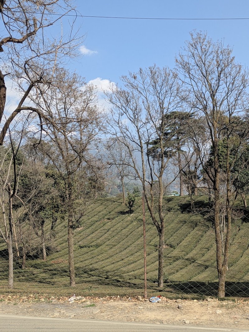 Bundla Tea Estate - Bundla Tea Estate Bundla Tea Estate, Palampur, Himachal Pradesh 176061