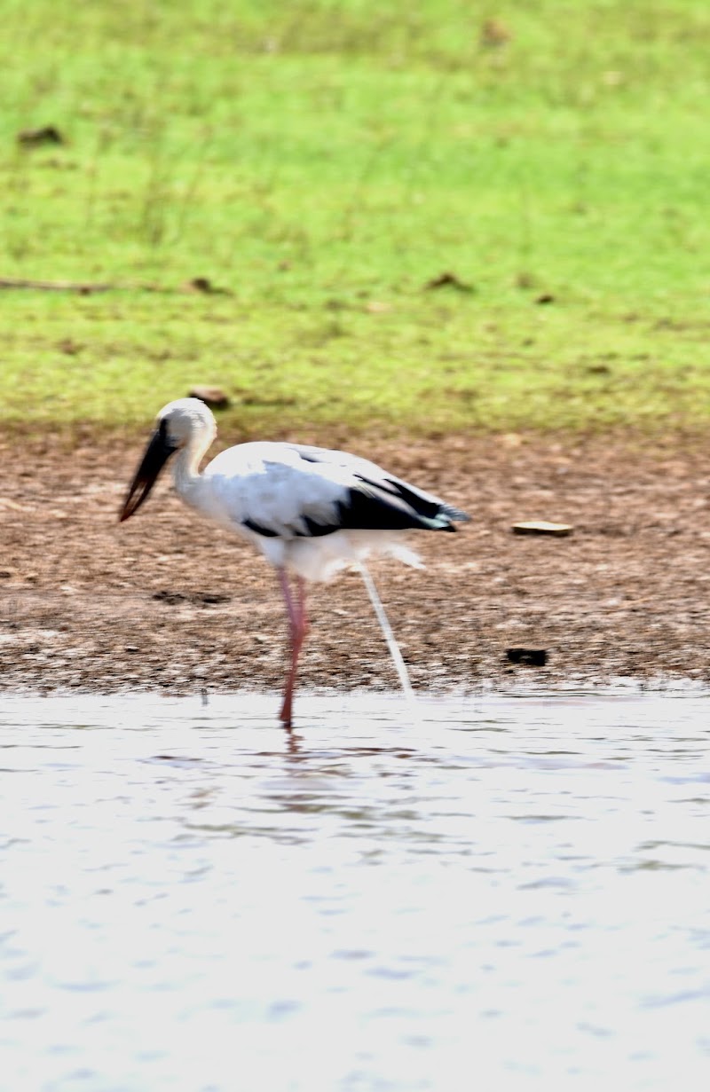 Kabini River Safari - Kabini River Safari Melukote, Karnataka 571116, India