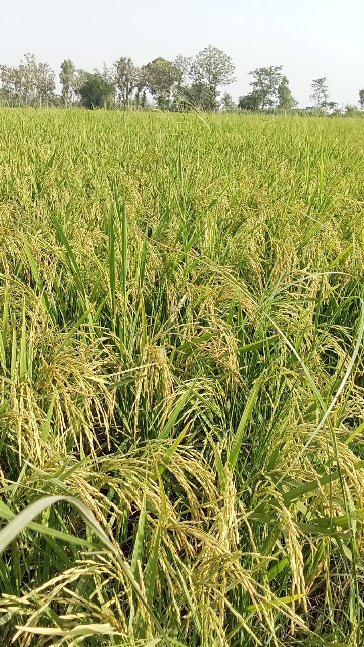 Tali farms - Tali farms, H.no, 1, po, Tali, Bazpur, Uttarakhand 262401, India