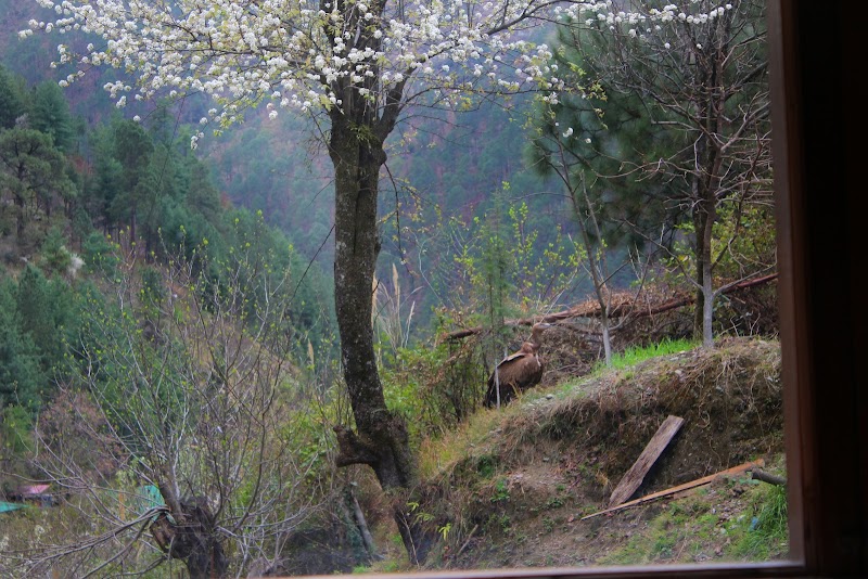 River Pool House, Tirthan by TrekNgo - River Pool House, Tirthan by TrekNgo Kalwari, Himachal Pradesh 175123, India