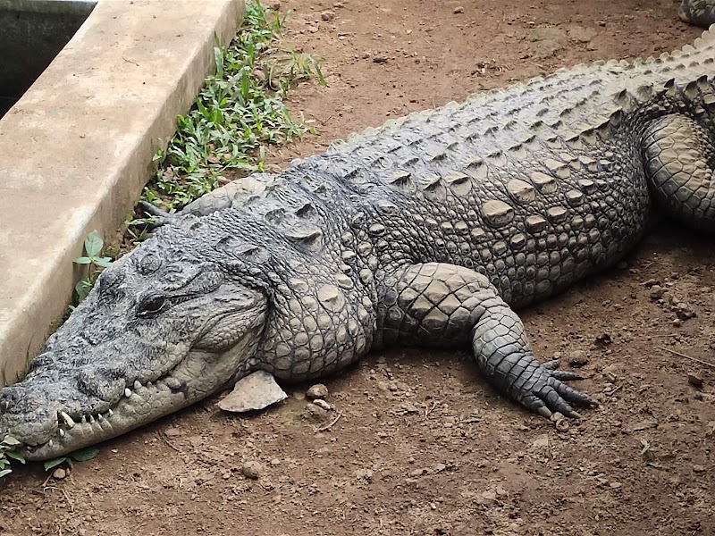 Neyyar Wildlife Sanctuary - Neyyar Wildlife Sanctuary G5M2+J4C, Kallikkad, Kerala 695572, India