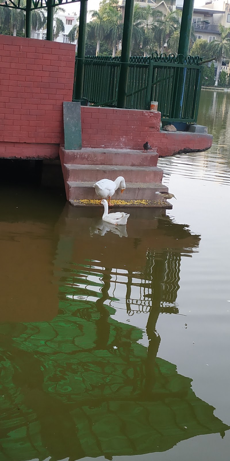 Naini Lake - Naini Lake, Block A 2, Model Town Phase I, Model Town, New Delhi, Delhi, 110033, India