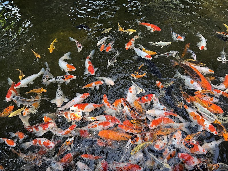 Namma Bengaluru Aquarium - Namma Bengaluru Aquarium Kasturba Rd, Shanthala Nagar, Bengaluru, Karnataka 560001, India