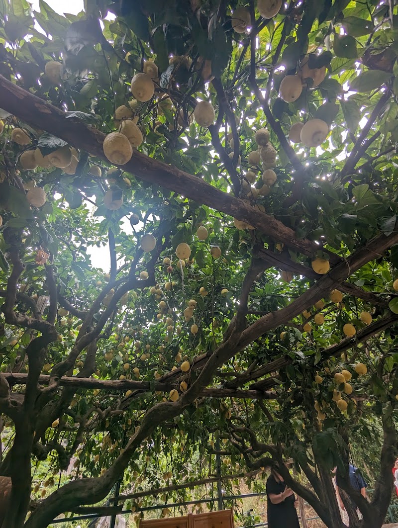 Amalfi Lemon Experience - Amalfi Lemon Experience, Via delle Cartiere, 59, 84011 Amalfi SA, Italy