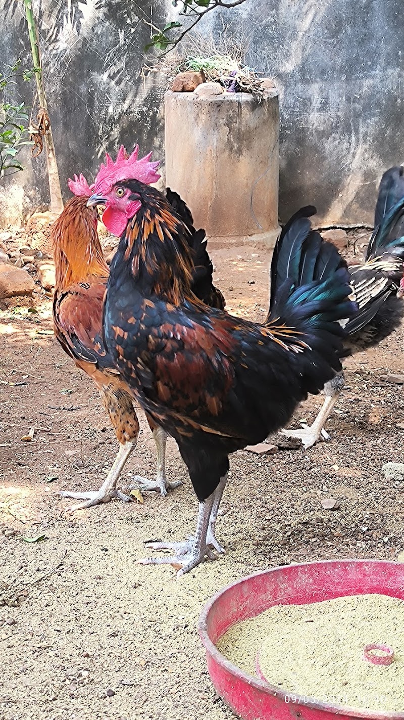 Kukdu ku farm kuthrel - Kukdu ku farm, Kuthrel, Chhattisgarh 491221, India
