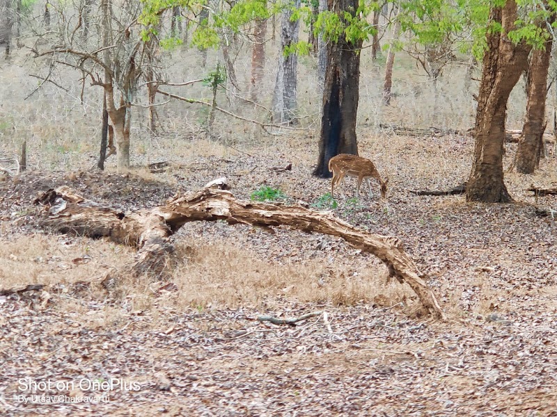 Nagarhole national park entrance from Kabini side - Nagarhole national park entrance from Kabini side, W6VP+WQF, Nisna, Karnataka 571114, India