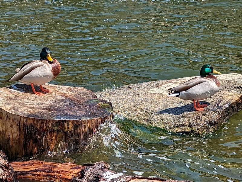 Lake Gregory Regional Park - Lake Gregory Regional Park, 24171 Lake Dr, Crestline, CA 92325, USA