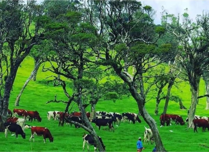 Ambewela - Ambewela, Sri Lanka