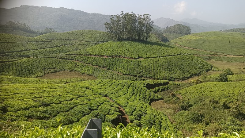 The Wayside Cottage Munnar - The Wayside Cottage Munnar kunchithanni, federal bank junction, Munnar, Kunchithanny, Kerala 685565, India