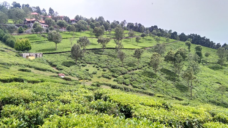 Conoor Tea Estates - Conoor Tea Estates 9RCM+4V5, Yedapalli, Tamil Nadu 643103, India