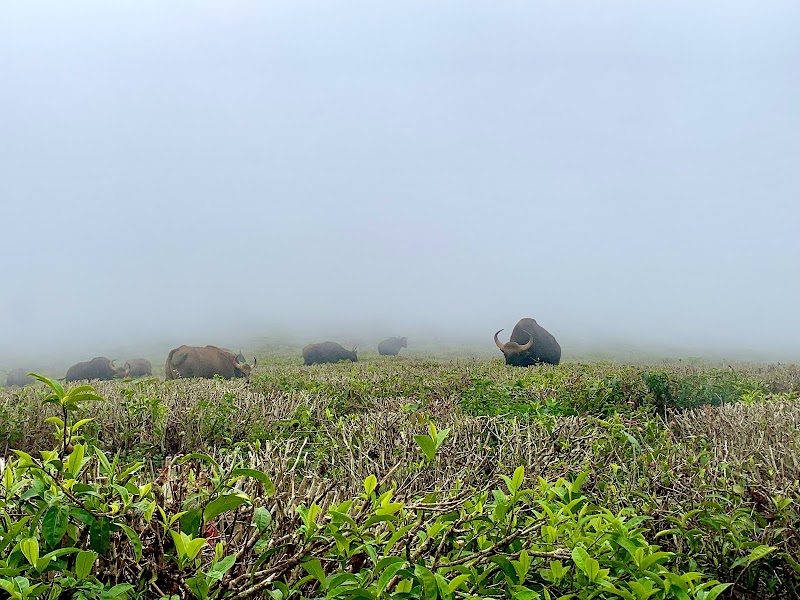 Conoor Tea Estates - Conoor Tea Estates 9RCM+4V5, Yedapalli, Tamil Nadu 643103, India
