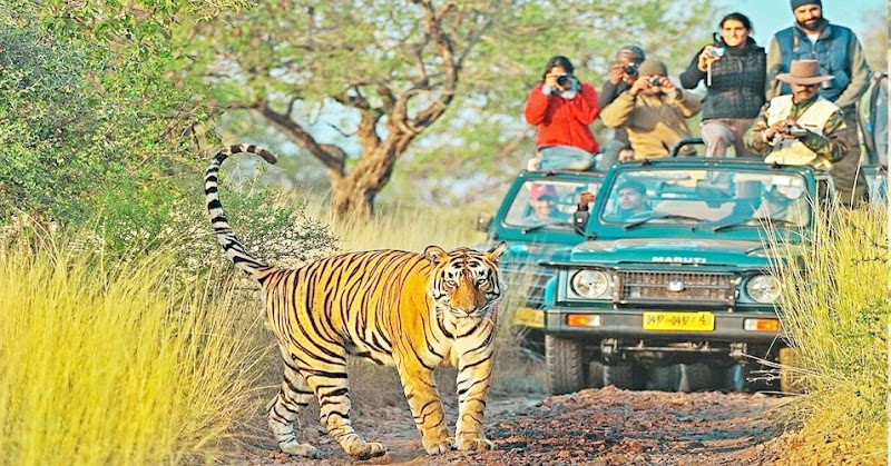 Jim Corbett Travels - Jim Corbett Travels, Near Lakhanpur Chungi, Beside SBI ATM, Close to Thapli Baba, Ramnagar, Uttarakhand 244715, India