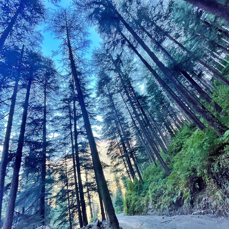 Moksha by the river - Moksha by the river Vill.Sar, Moksha by the river, Jibhi, Bini, Himachal Pradesh 175123, India
