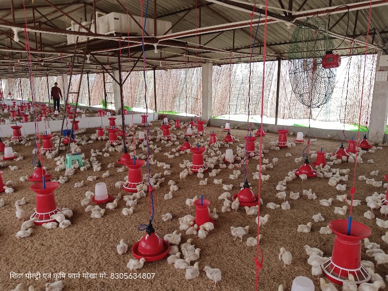 Shiva poultry farm - Shiva poultry farm, Mokha, Chhattisgarh 491227, India