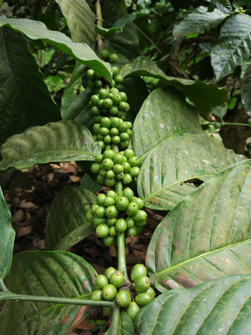 The Spice Farm - Plantation for Spices & Herbs - The Spice Farm - Plantation for Spices & Herbs, Kizhakkethalackal Dairy Farm, Munnar - Kumily Hwy, Thekkady, Kumily, Attappallam, Keralam 685509, India