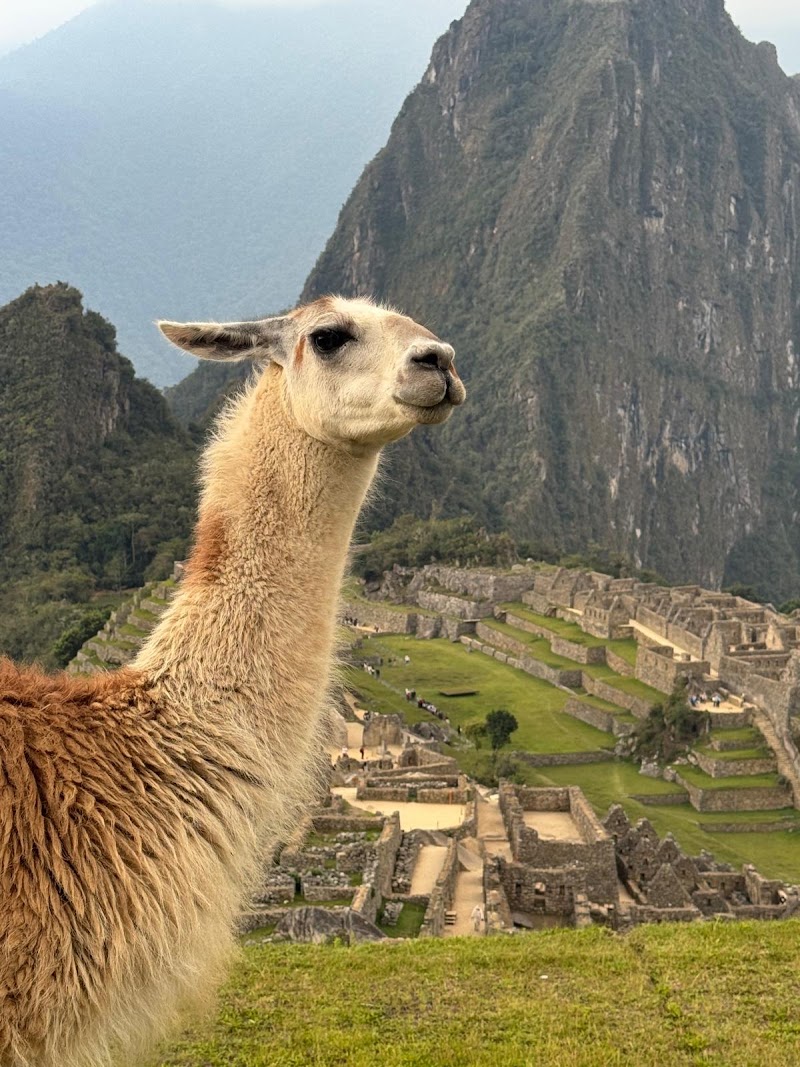 Alpaca Expeditions - Alpaca Expeditions, 157, Office 24, C. Heladeros Street, Cusco 08000, Peru