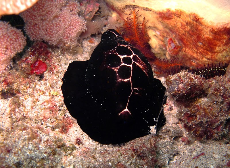 Similan Islands Liveaboard Expedition - Similan Islands Liveaboard Expedition 31/13 Moo 6 Khao Lak, ตำบลคึกคัก อำเภอตะกั่วป่า พังงา 82190, Thailand