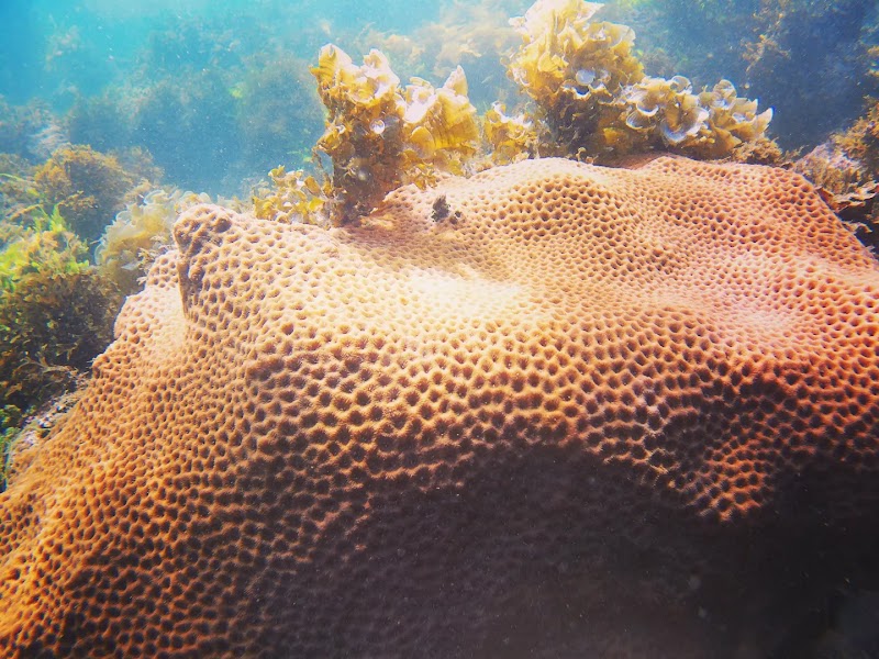 U Sea Scuba Diving Malvan Tarkarli water sports - U Sea Scuba Diving Malvan Tarkarli water sports, Jags count 3, dandi, Malvan, Maharashtra 416606, India
