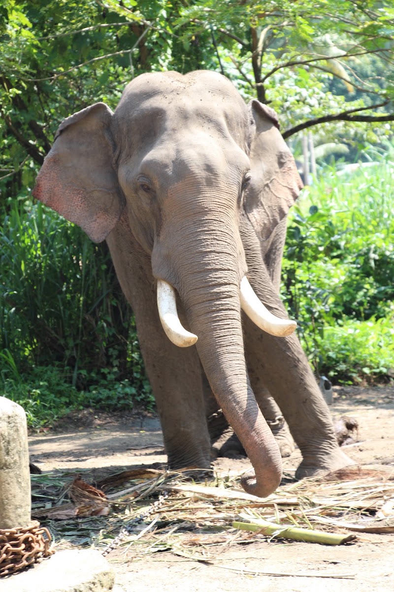 Kodanad - Kodanad Kodanad, Kerala 683544, India