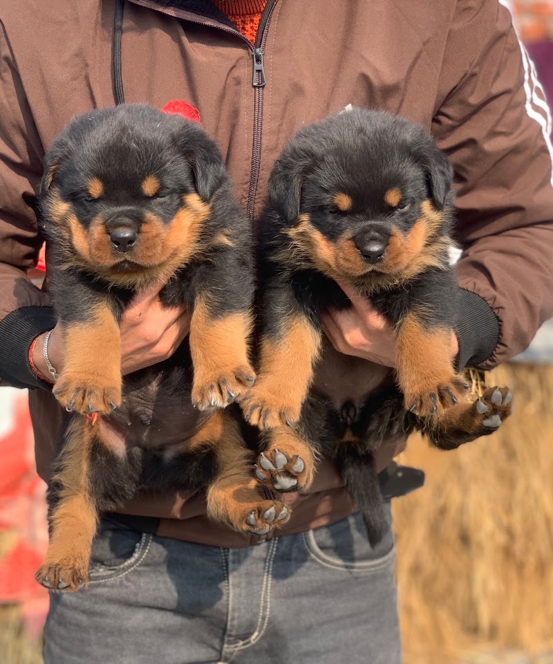 Doggyz HuB Dmt - Doggyz HuB Dmt, Aama talab road, Rudri Road, indoor stadium, ke pass, Ekta Nagar, Itwari Bazar, Dhamtari, Chhattisgarh 493773, India