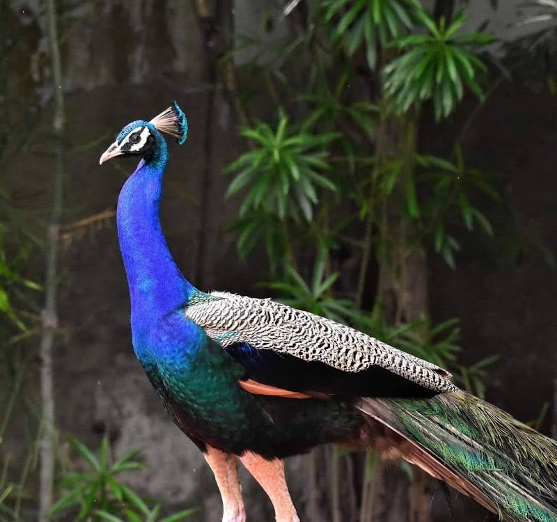 Gorumara National Park - Gorumara National Park, Jalpaiguri, West Bengal 735101, India