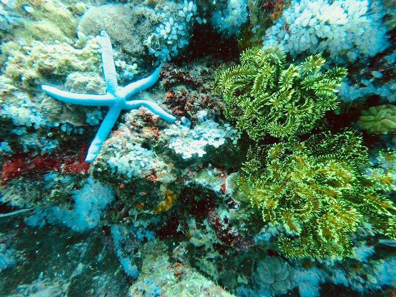 Mario's Scuba Diving and Homestay - Mario's Scuba Diving and Homestay, Apo Island, Dauin, Negros Oriental, Philippines