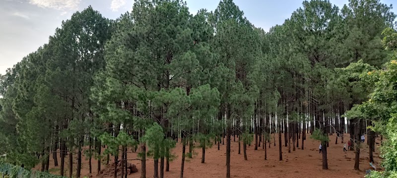 Sunrise point netarhat JHARKHAND - Sunrise point netarhat JHARKHAND F7J8+736, Koil view road, Netarhat, Jharkhand 835218, India