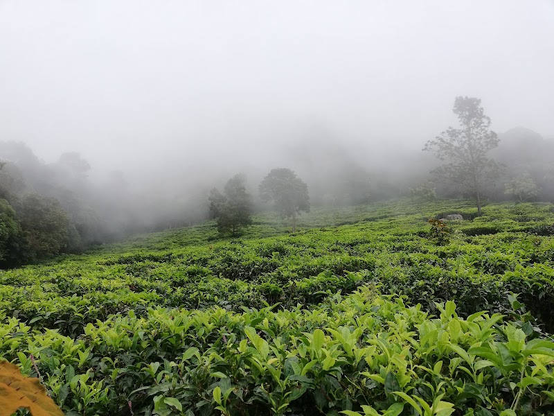 Tea Garden Tour - Tea Garden Tour 9R2C+8GP, Dolphin's Nose Rd, Alwarpet, Burliyar, Tamil Nadu 643102, India