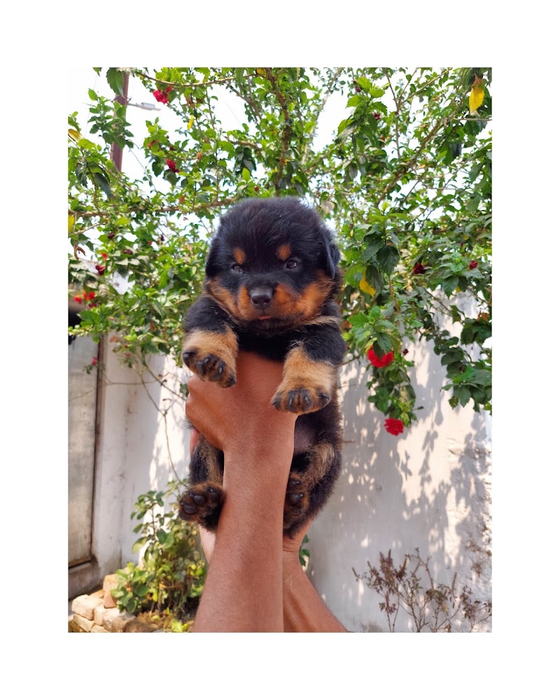 Doggyz HuB Dmt - Doggyz HuB Dmt, Aama talab road, Rudri Road, indoor stadium, ke pass, Ekta Nagar, Itwari Bazar, Dhamtari, Chhattisgarh 493773, India
