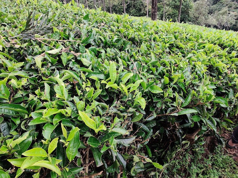 Tea estate - Tea estate 9R4J+HV3, Unnamed Road, Burliyar, Tamil Nadu 643102, India