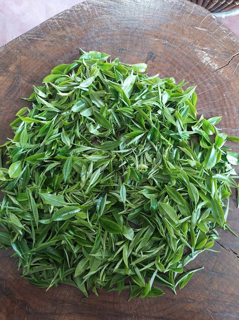 Heritage Tea Centre - Heritage Tea Centre, NH 37, Lahowal, Athabari Gaon, Assam 786012, India
