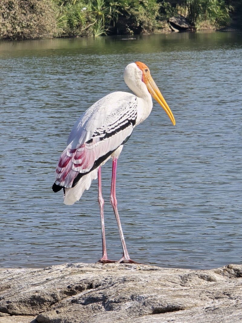 Ranganathittu Bird Sanctuary