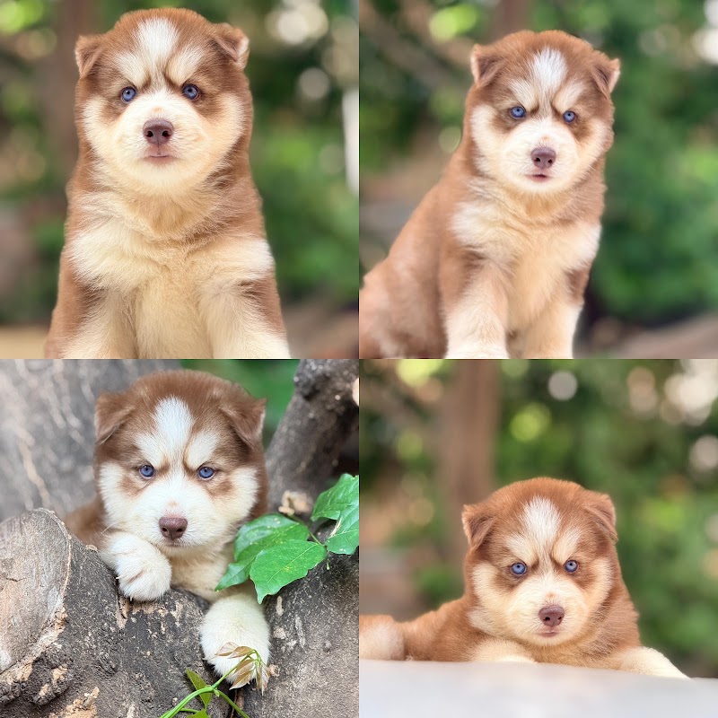 Dogs For Sale Bangalore (Dogs Paradise) - Dogs For Sale Bangalore (Dogs Paradise) 23, 5th Cross, Narayanappa Block, Anjenappa Block, Benson Town, Bengaluru, Karnataka 560046, India