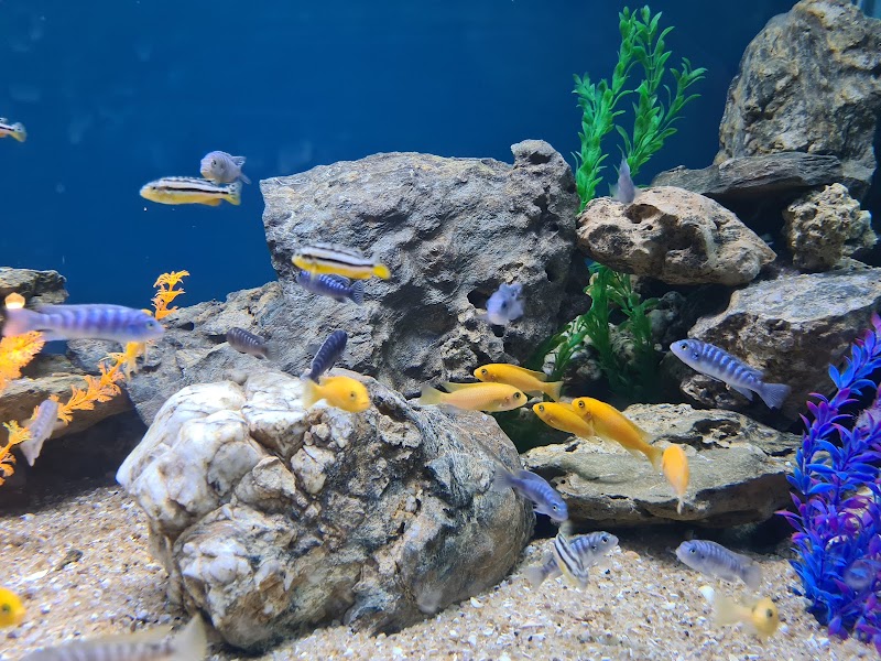 Aquarium Island Cafe - Bhimtal - Aquarium Island Cafe - Bhimtal, Aquarium Island, Bhimtal, Uttarakhand 263136, India