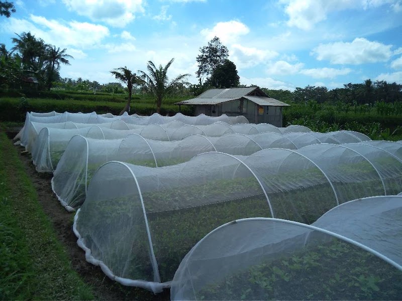 Pejeng - Pejeng, Tampaksiring, Gianyar Regency, Bali, Indonesia
