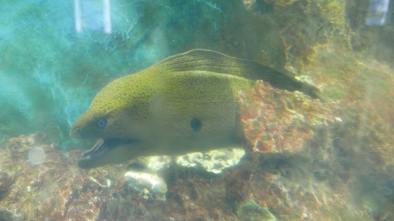 Shenzhen Sea World Sharks Hall - Shenzhen Sea World Sharks Hall China, Guang Dong Sheng, Shen Zhen Shi, Yan Tian Qu, S30惠深沿海高速入口J83H+V62 邮政编码: 518083